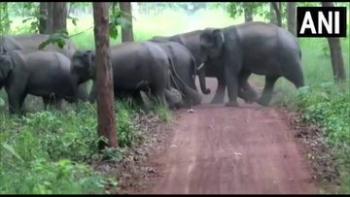 लखीमपुर खीरी में दूसरा हाथी रिजर्व हुआ शुरू 
