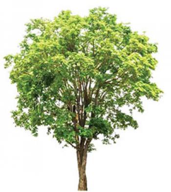 अवैध कटाई से विलुप्ति के कगार पर पहुंचा पडौक का पेड़