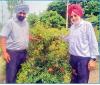भू-जल का स्तर बनाए रखने में सहायक हो सकती है बागवानी 