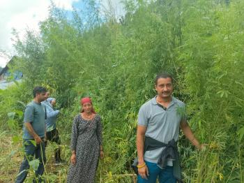 पुलिस ने अवैध चरस की खेती पर शिकंजा कसते हुए भांग के पौधे किए नष्ट 