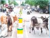 कुत्ते और आदमी