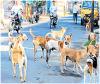 लावारिस कुत्तों के मामले में जनता को नहीं मिली राहत