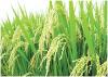 धान की काश्त कम करने हेतु किसानों को दिए जाएं विकल्प