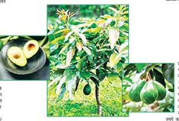 आर्थिक फायदे की गारंटी है  एवोकैडो का पेड़