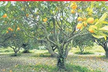 फसली विभिन्नता के लिए फलों की काश्त बढ़ाना ज़रूरी