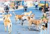 लावारिस कुत्तों की देखभाल समाज का भी दायित्व
