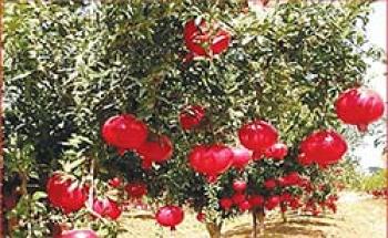 पतझड़ के मौसम में फलों की काश्त