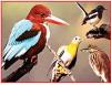 विलुप्त क्यों हो रहे हैं पक्षी ?