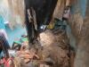 बारिश के दौरान घर की छत गिरने से बच्ची की मौत