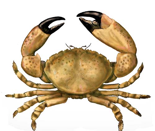 crab in hindi