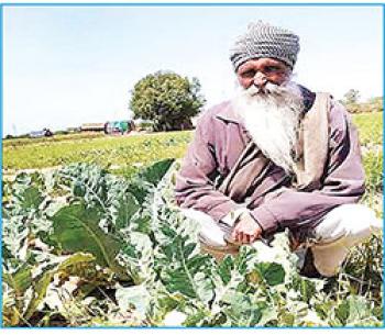कृषि विभिन्नता के लिए बासमती तथा सब्ज़ियों की काश्त