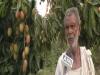 Bihar: प्रतिकूल मौसम की मार से Litchi के उत्पादन पर पड़ा बुरा असर, महंगा पड़ सकता है शाही स्वाद