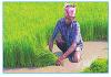 पंजाब में कृषि का आधार हैं प्रवासी खेत मज़दूर