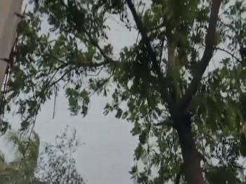 जालंधर में बारिश से कई जगहों पर पेड़ों की टहनियां टूटी