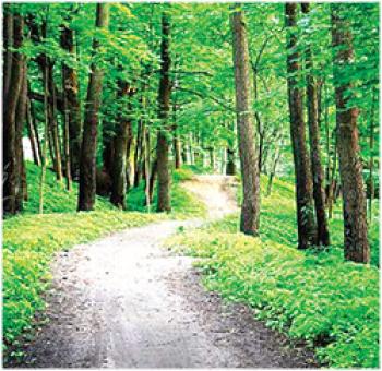 वन विस्तार में भारत की अहम उपलब्धि