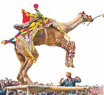 समय से संवाद करती संस्कृति बीकानेर का ऊंट उत्सव