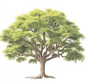 किसानों की आय का मज़बूत स्रोत है इमली का पेड़