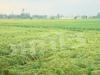 बेमौसमी बारिश और तेज हवाओं से बासमती की फसल पर मंडराया खतरा